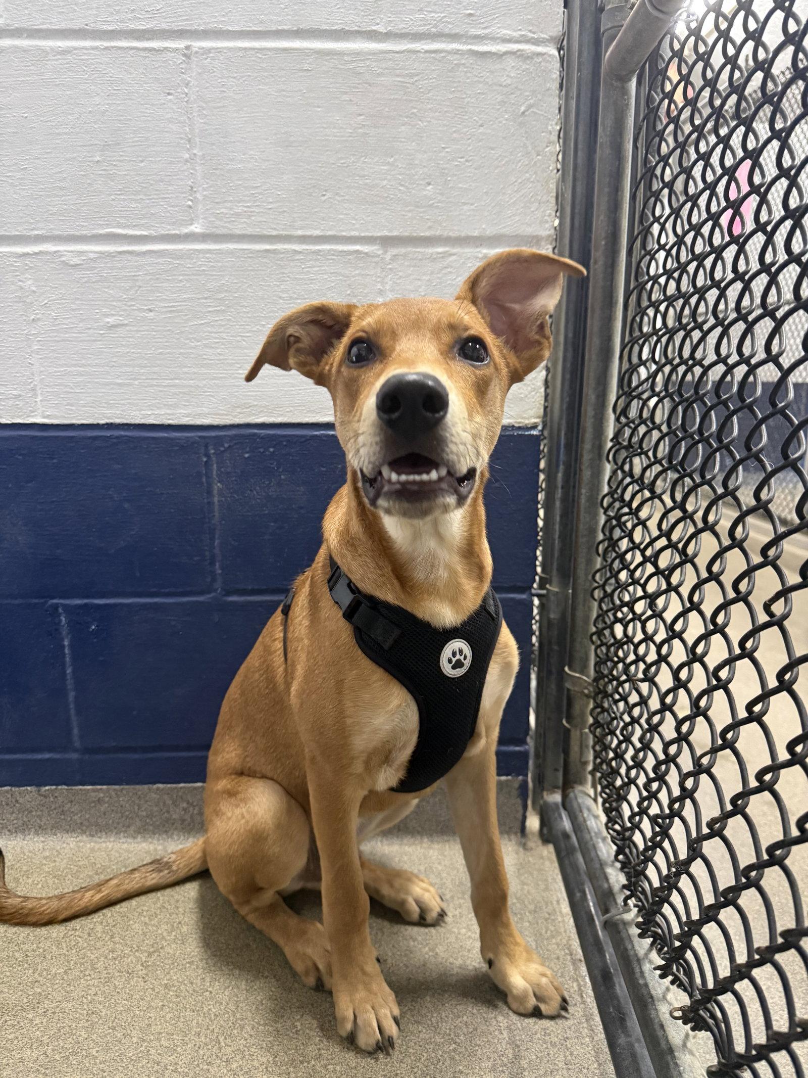 Enlarge Toffee - 5 Months, a Adoptable Rhodesian Ridgeback in Sterling, MA image 1/1