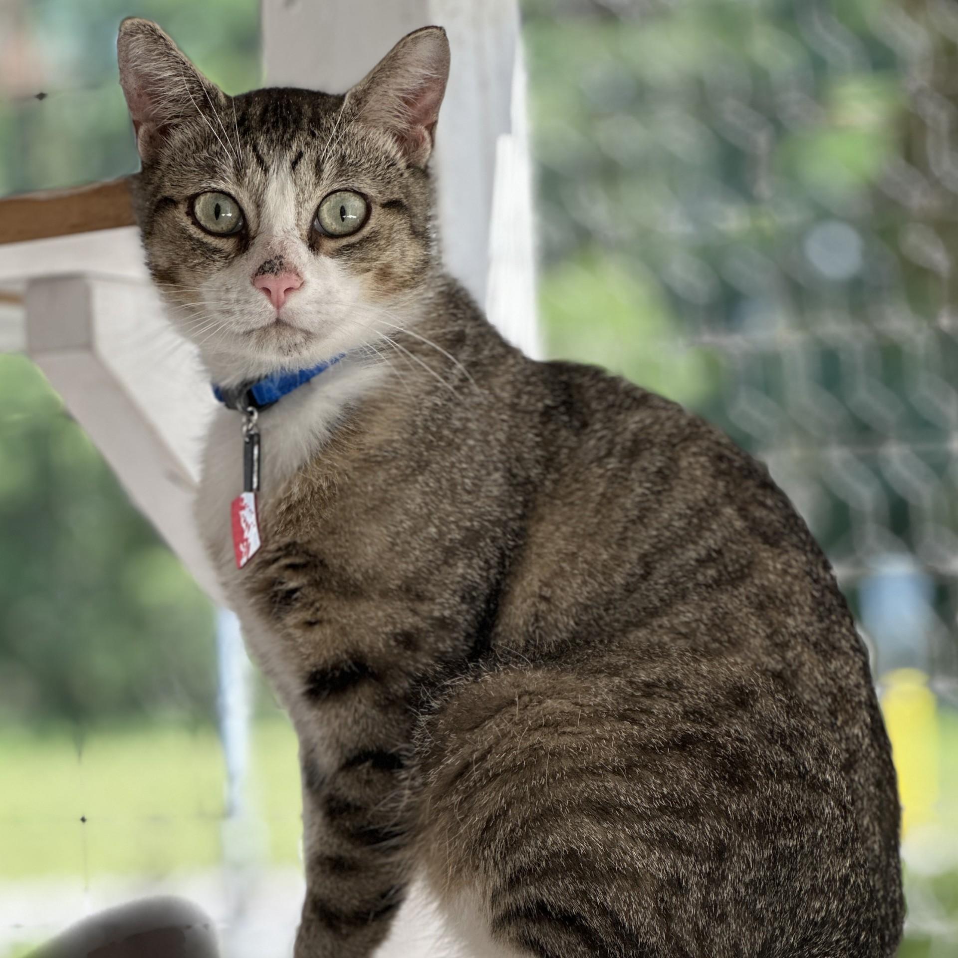 Enlarge Benny the Butcher, a Adoptable Domestic Short Hair in Victor, NY image 5/6