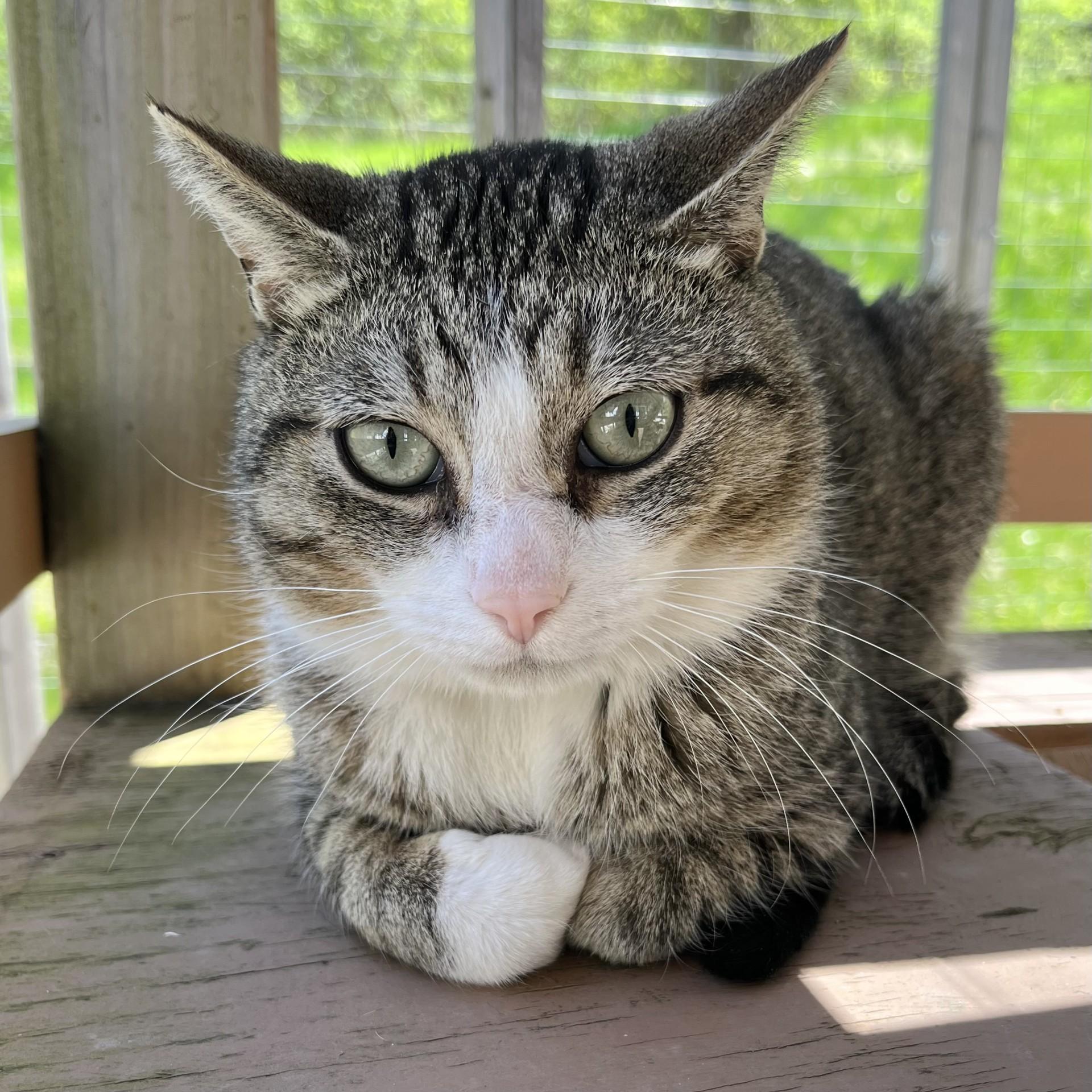Enlarge Benny the Butcher, a Adoptable Domestic Short Hair in Victor, NY image 6/6