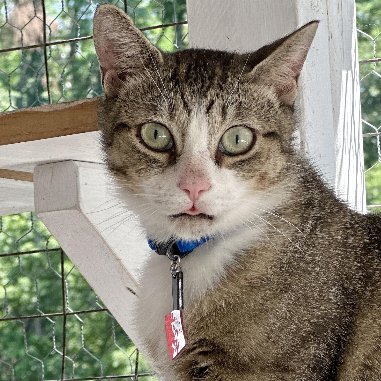 Enlarge Benny the Butcher, a Adoptable Domestic Short Hair in Victor, NY image 4/6