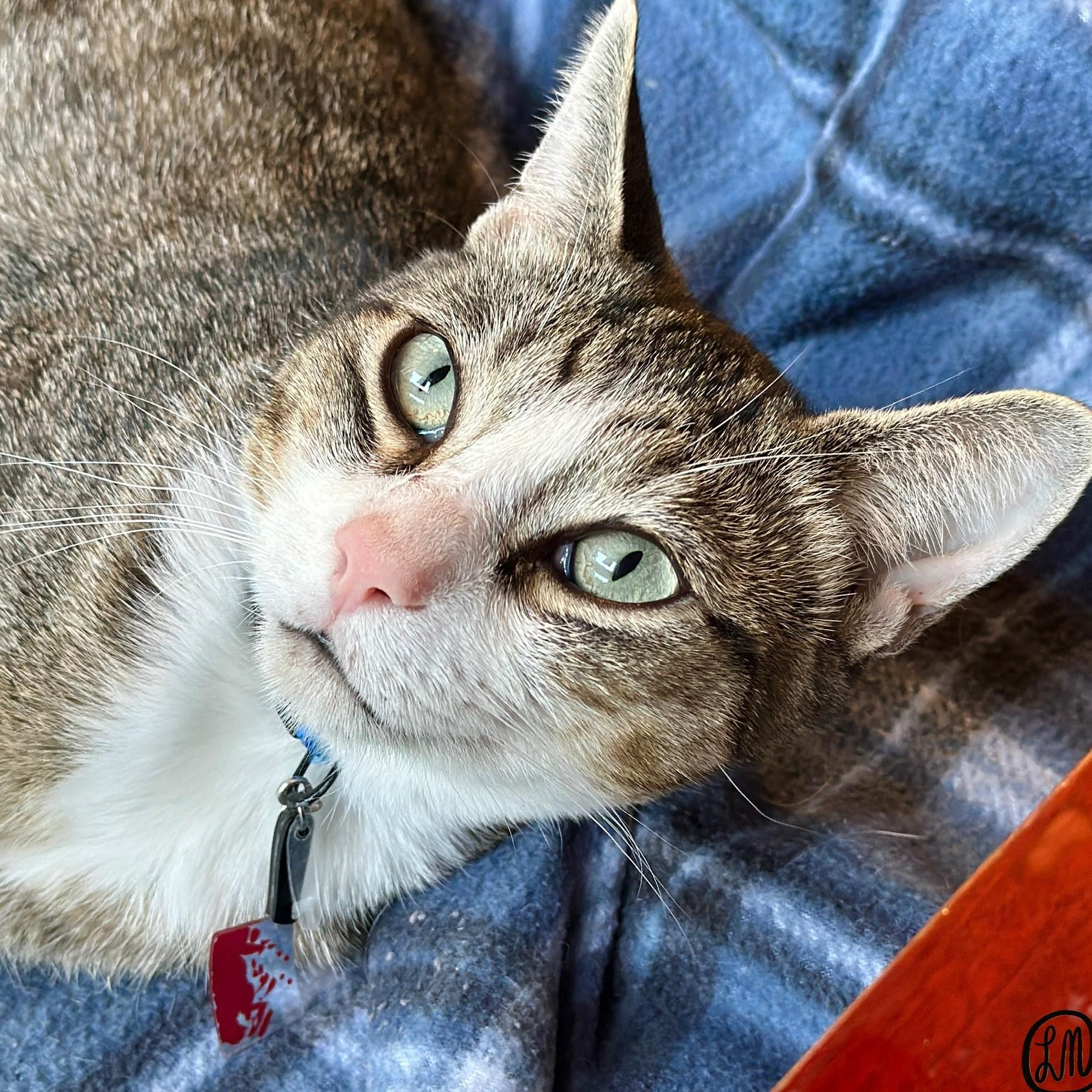 Enlarge Benny the Butcher, a Adoptable Domestic Short Hair in Victor, NY image 3/6