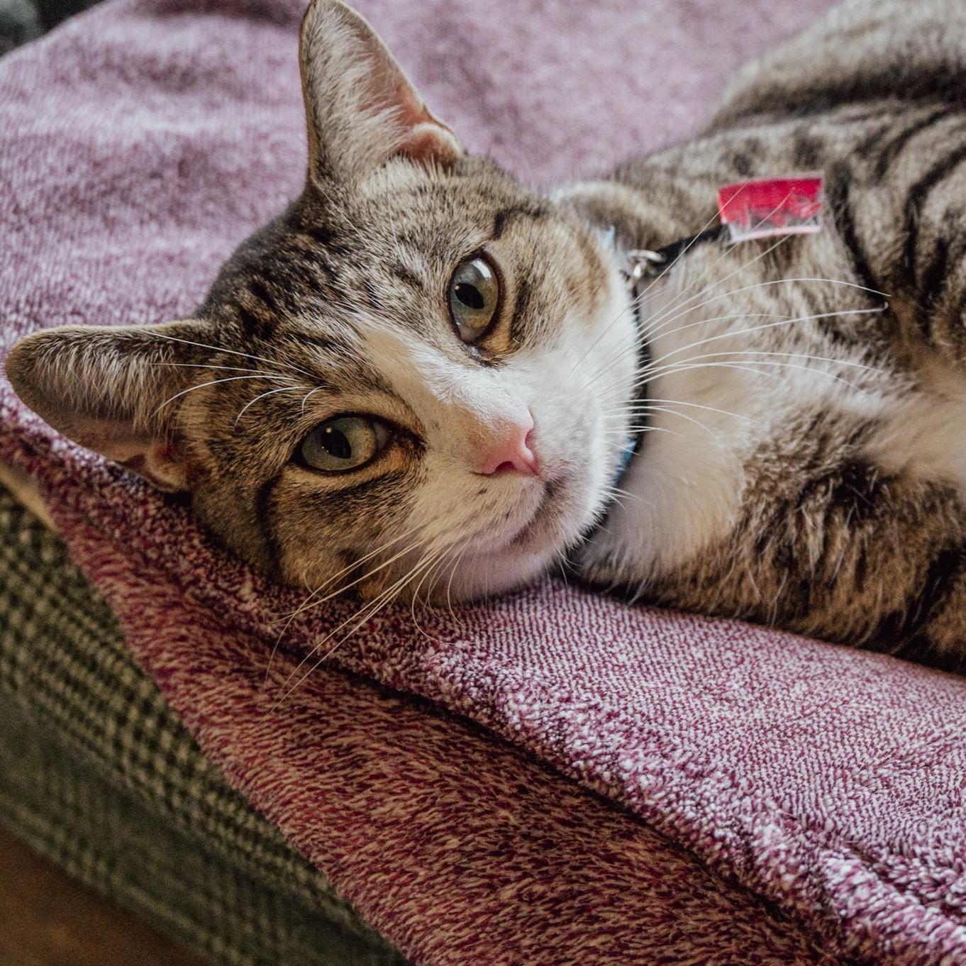 Enlarge Benny the Butcher, a Adoptable Domestic Short Hair in Victor, NY image 2/6