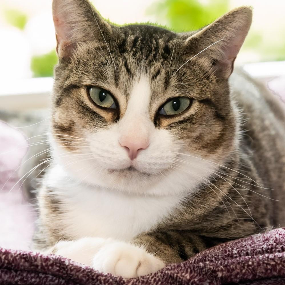 Benny the Butcher, Adoptable, Adult Male Domestic Short Hair.