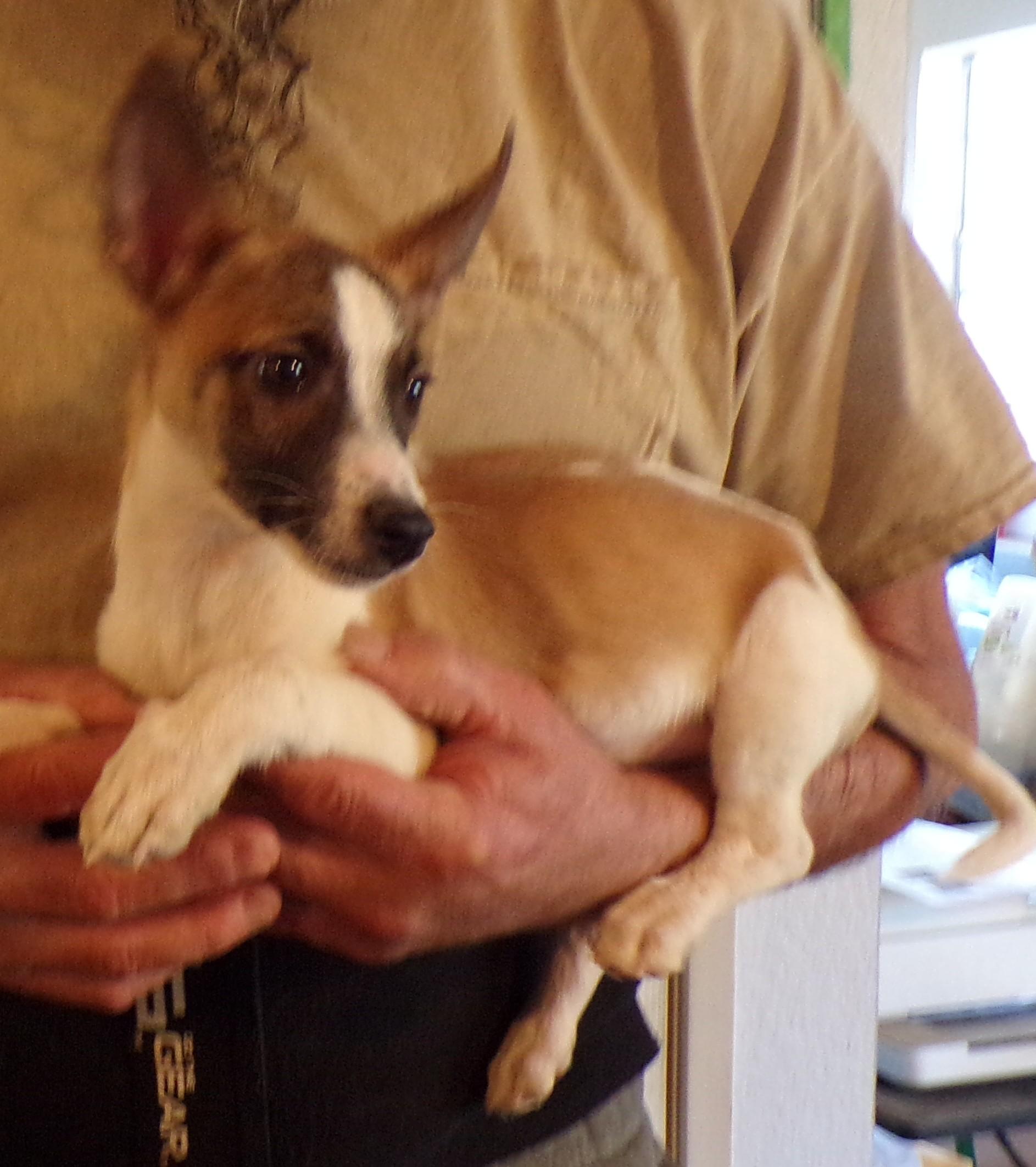 Enlarge ELVIS, a ADOPTABLE Chihuahua in Corona, CA image 2/3