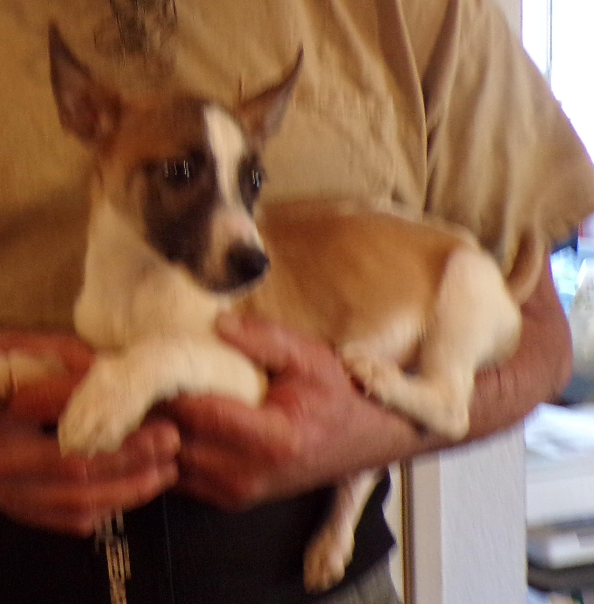 Enlarge ELVIS, a ADOPTABLE Chihuahua in Corona, CA image 3/3