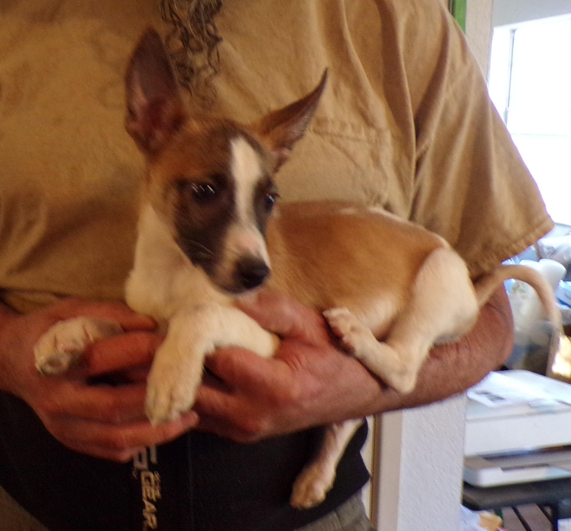 ELVIS, ADOPTABLE, Puppy Male Chihuahua.