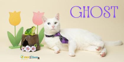 Ghost, Adoptable, Adult Male Domestic Short Hair & Domestic Short Hair.