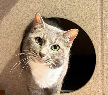 Simone, a Adoptable mixed breed in Washington, DC image 1/2