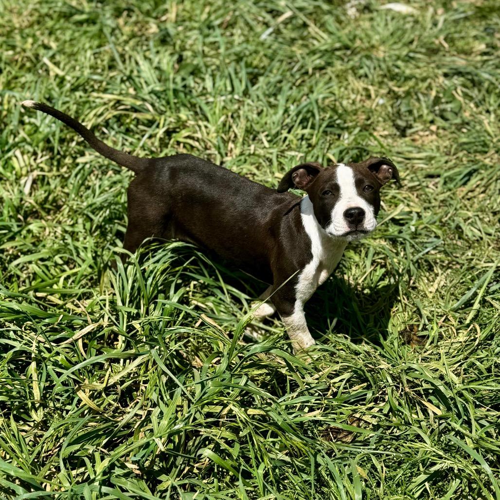 Jagger, Adoptable, Puppy Male Mixed Breed.