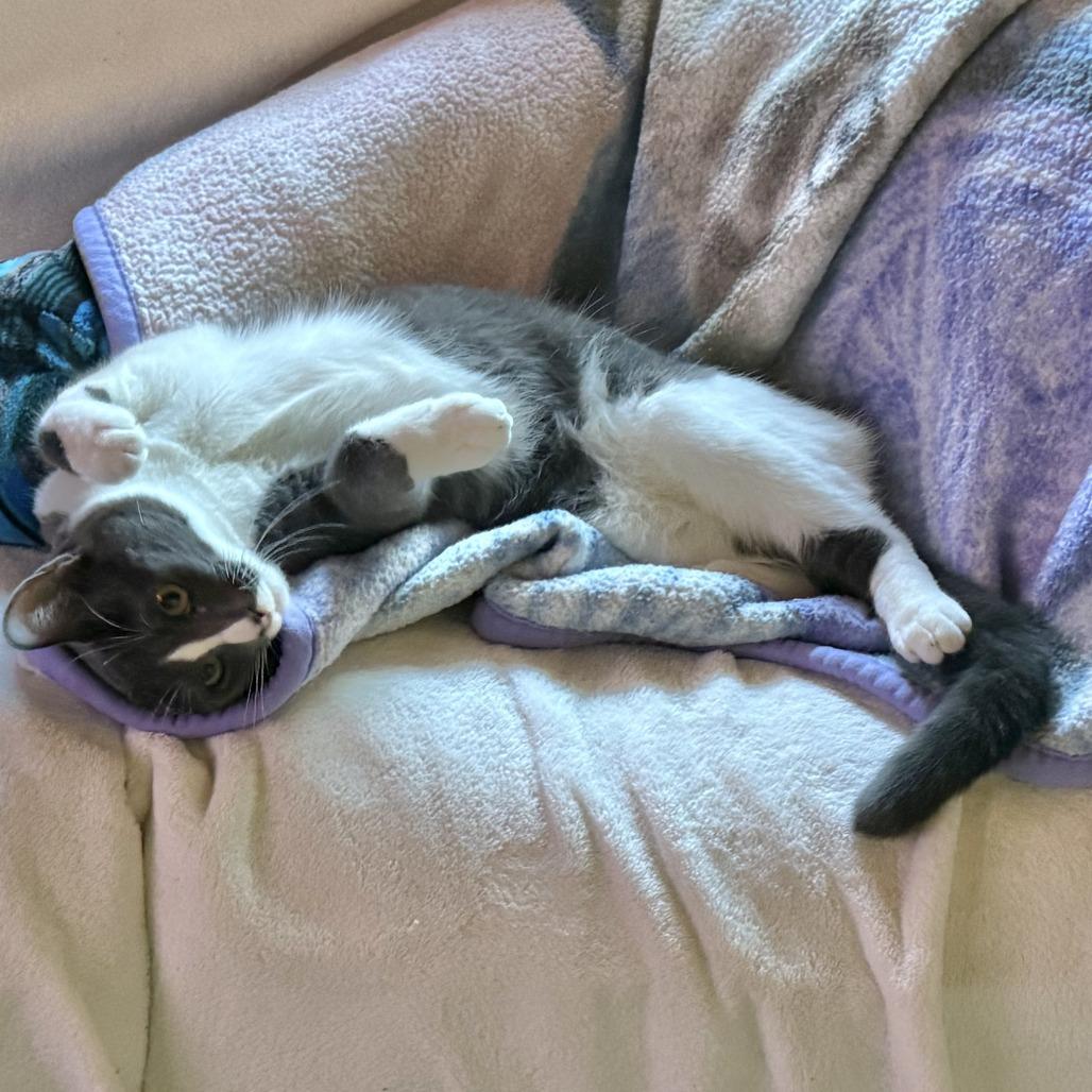 Rocco — thumbnail 2