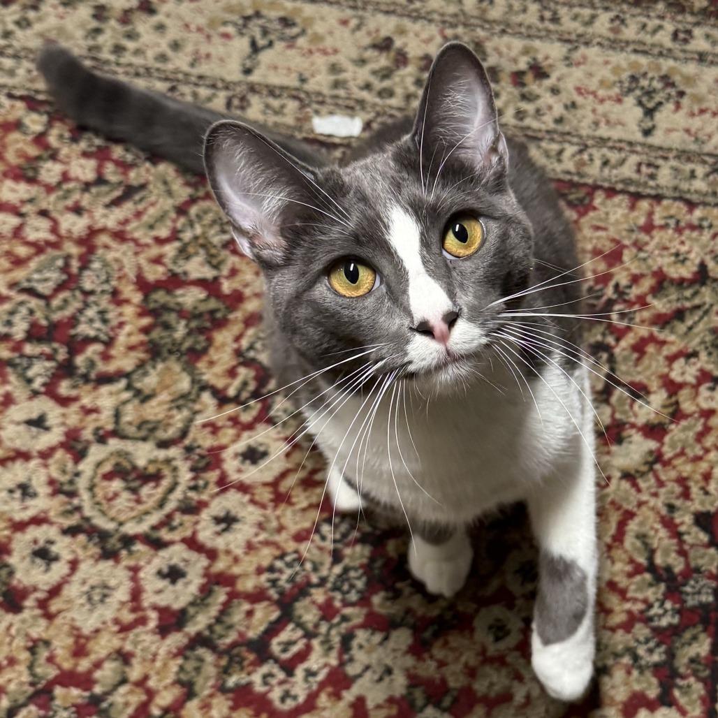 Rocco — thumbnail 3