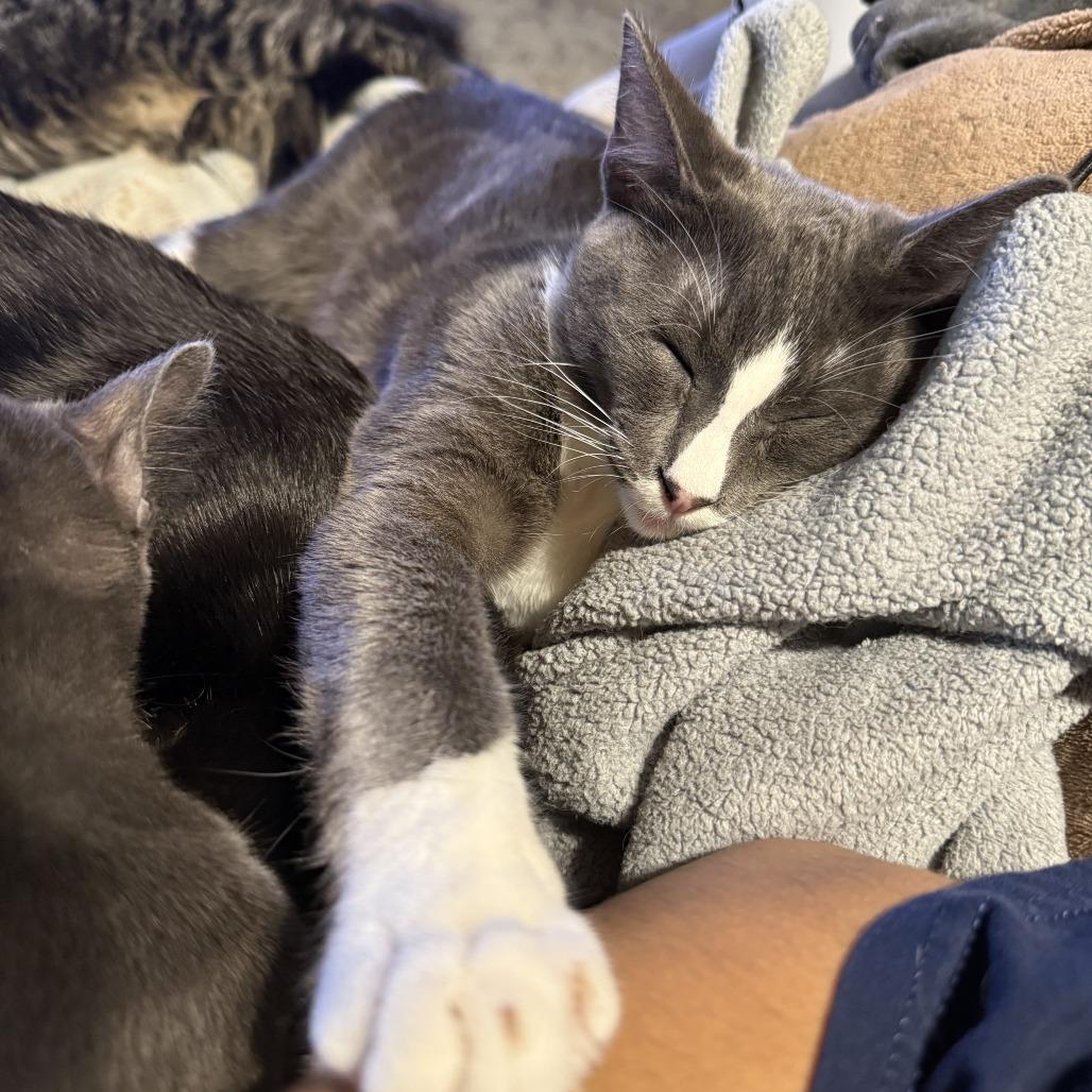 Rocco — thumbnail 4