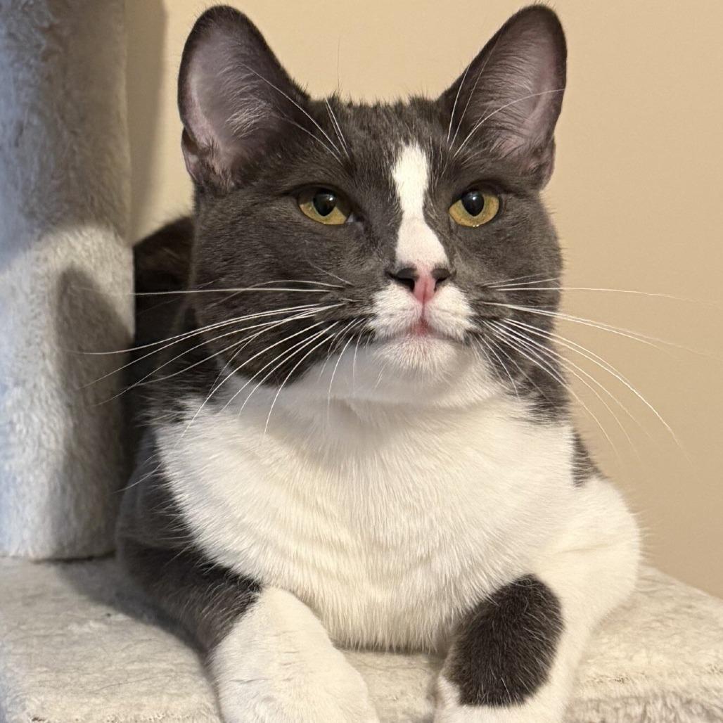 Rocco — thumbnail 5