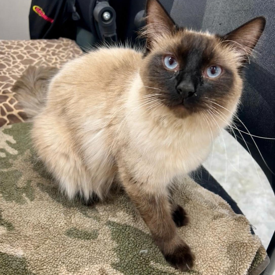 Sam, a ADOPTABLE Siamese in Jamestown, ND image 2/2
