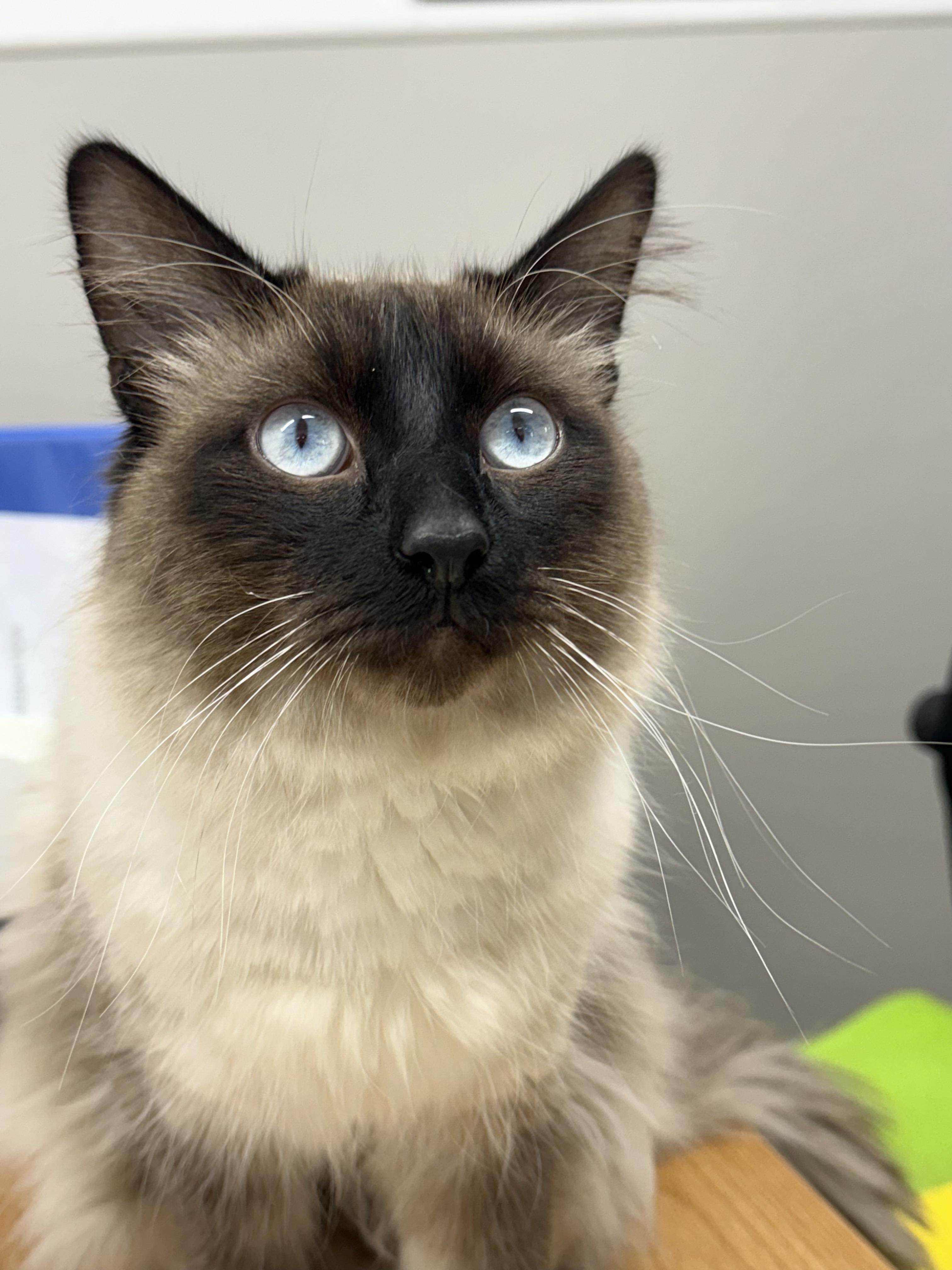Sam, ADOPTABLE, Adult Male Siamese.
