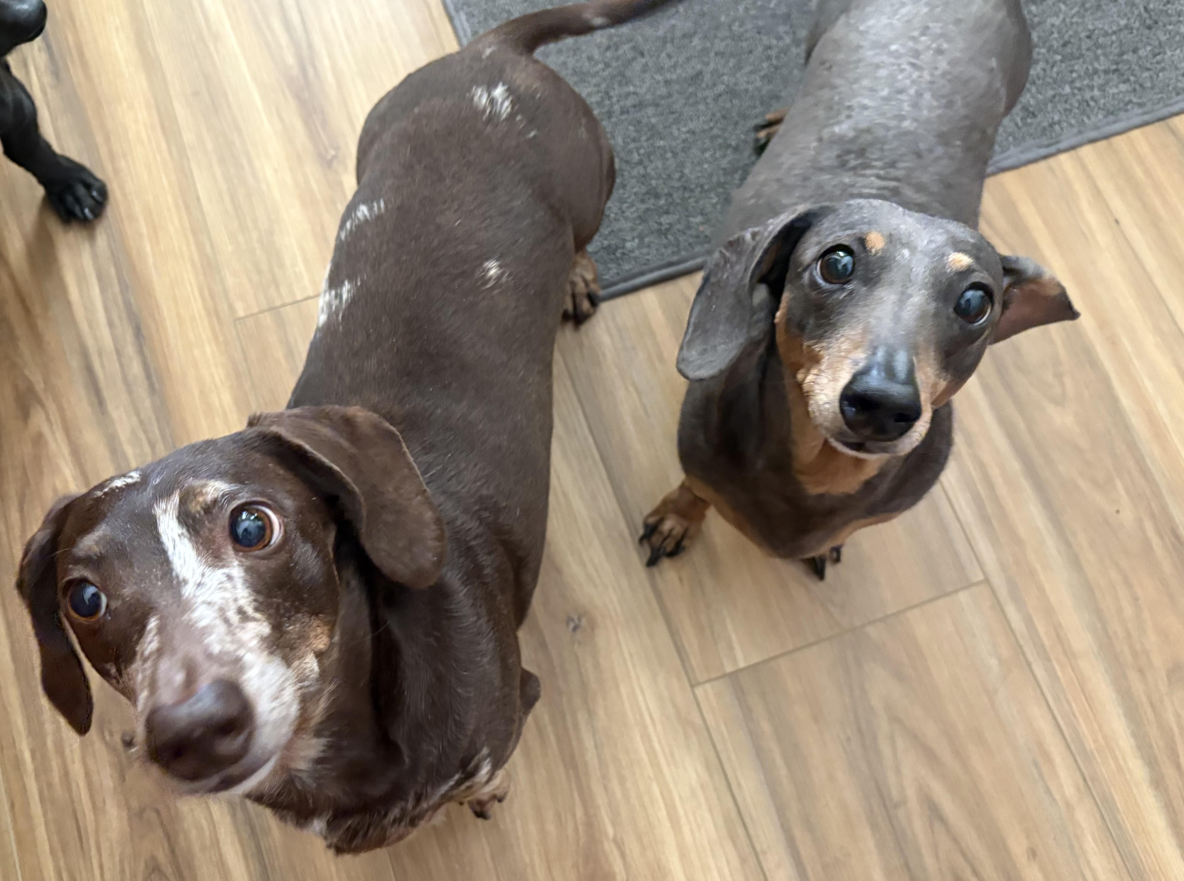 Enlarge Zoe and Oakley, a ADOPTABLE Dachshund in Las Vegas, NV image 1/4