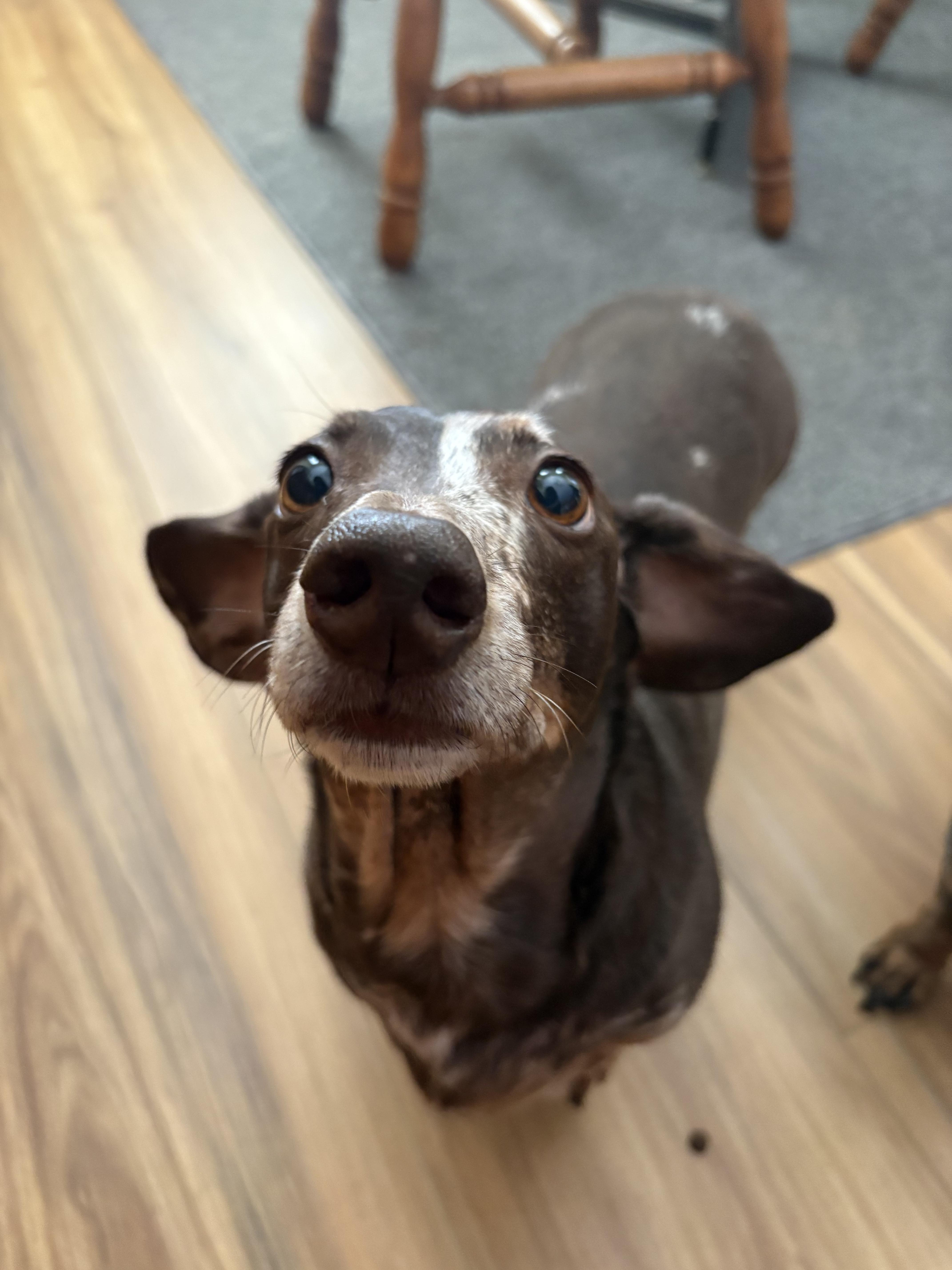 Enlarge Zoe and Oakley, a ADOPTABLE Dachshund in Las Vegas, NV image 2/4