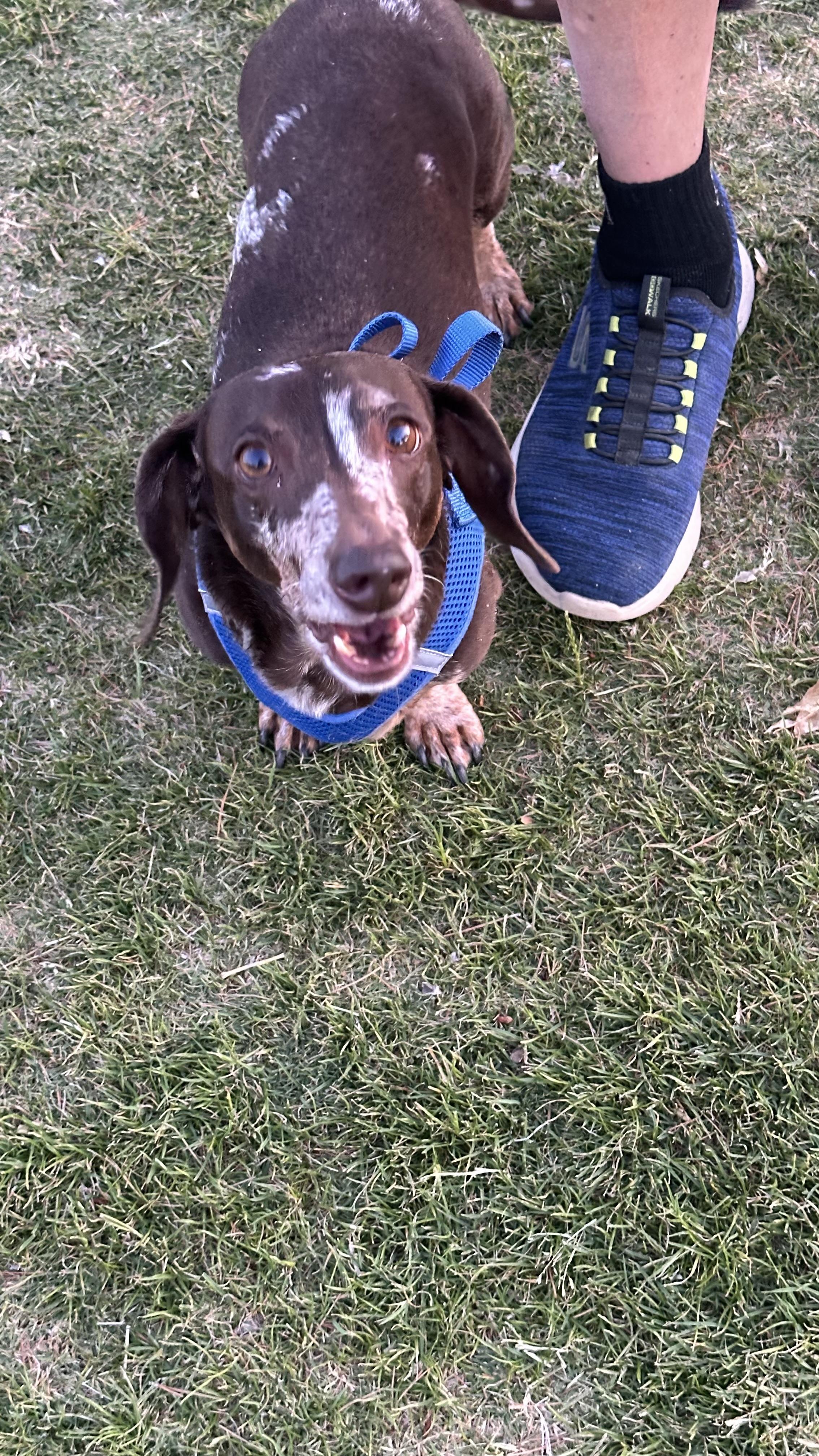 Enlarge Zoe and Oakley, a ADOPTABLE Dachshund in Las Vegas, NV image 6/6