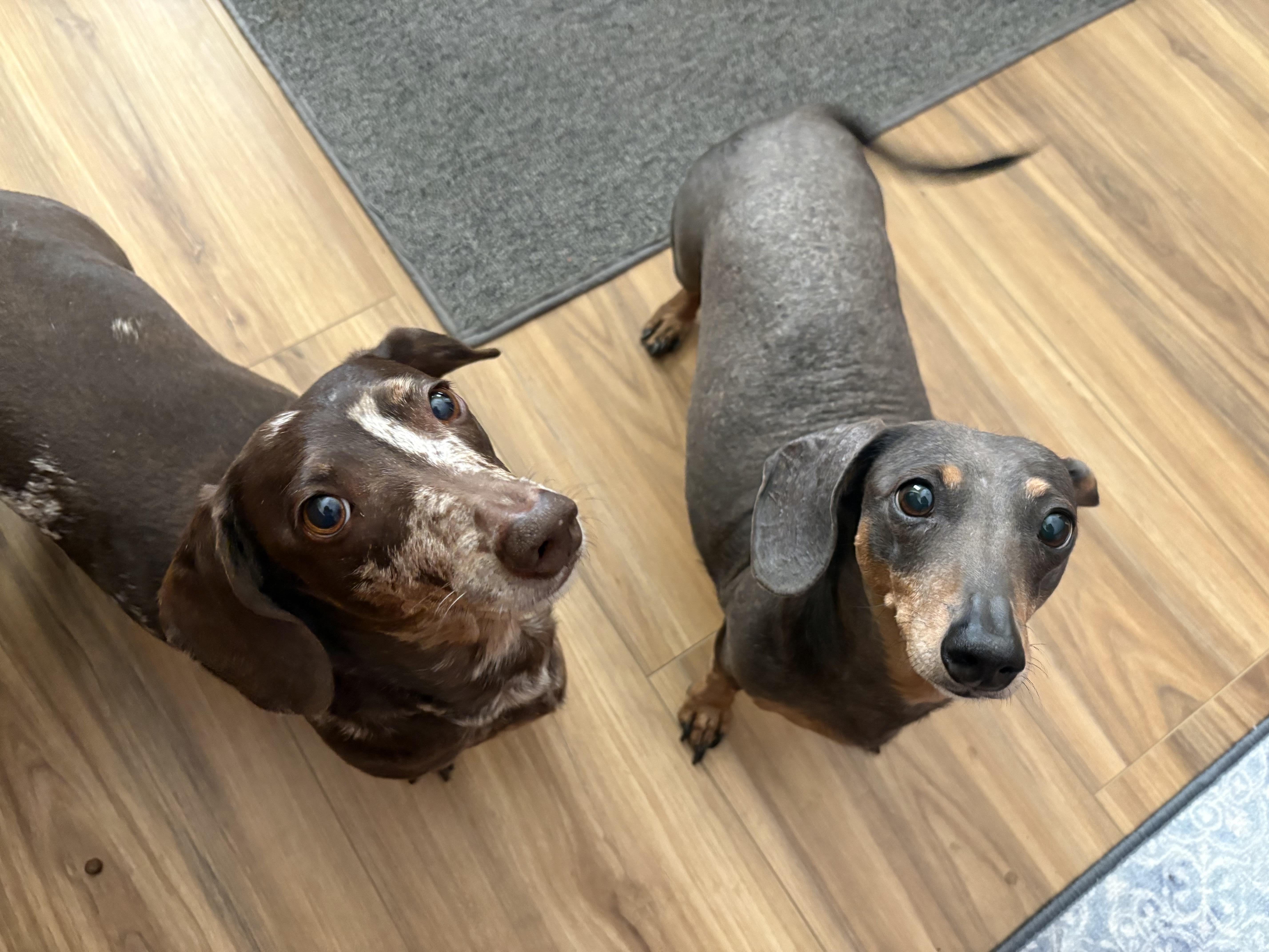 Enlarge Zoe and Oakley, a ADOPTABLE Dachshund in Las Vegas, NV image 3/4