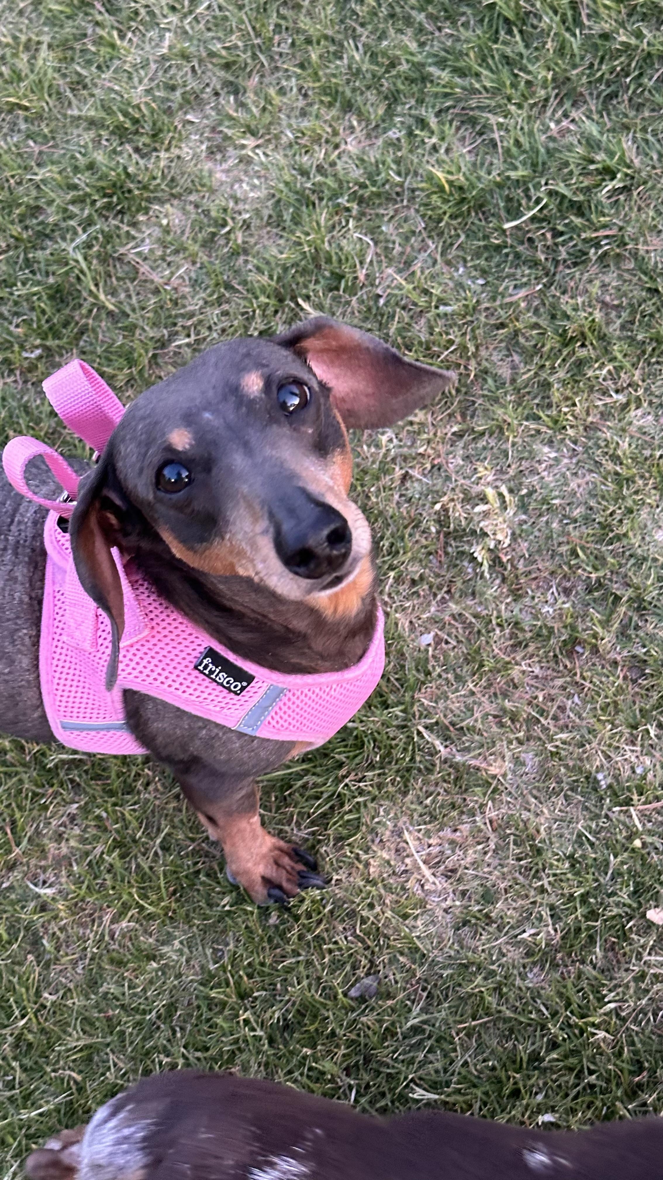 Enlarge Zoe and Oakley, a ADOPTABLE Dachshund in Las Vegas, NV image 5/6