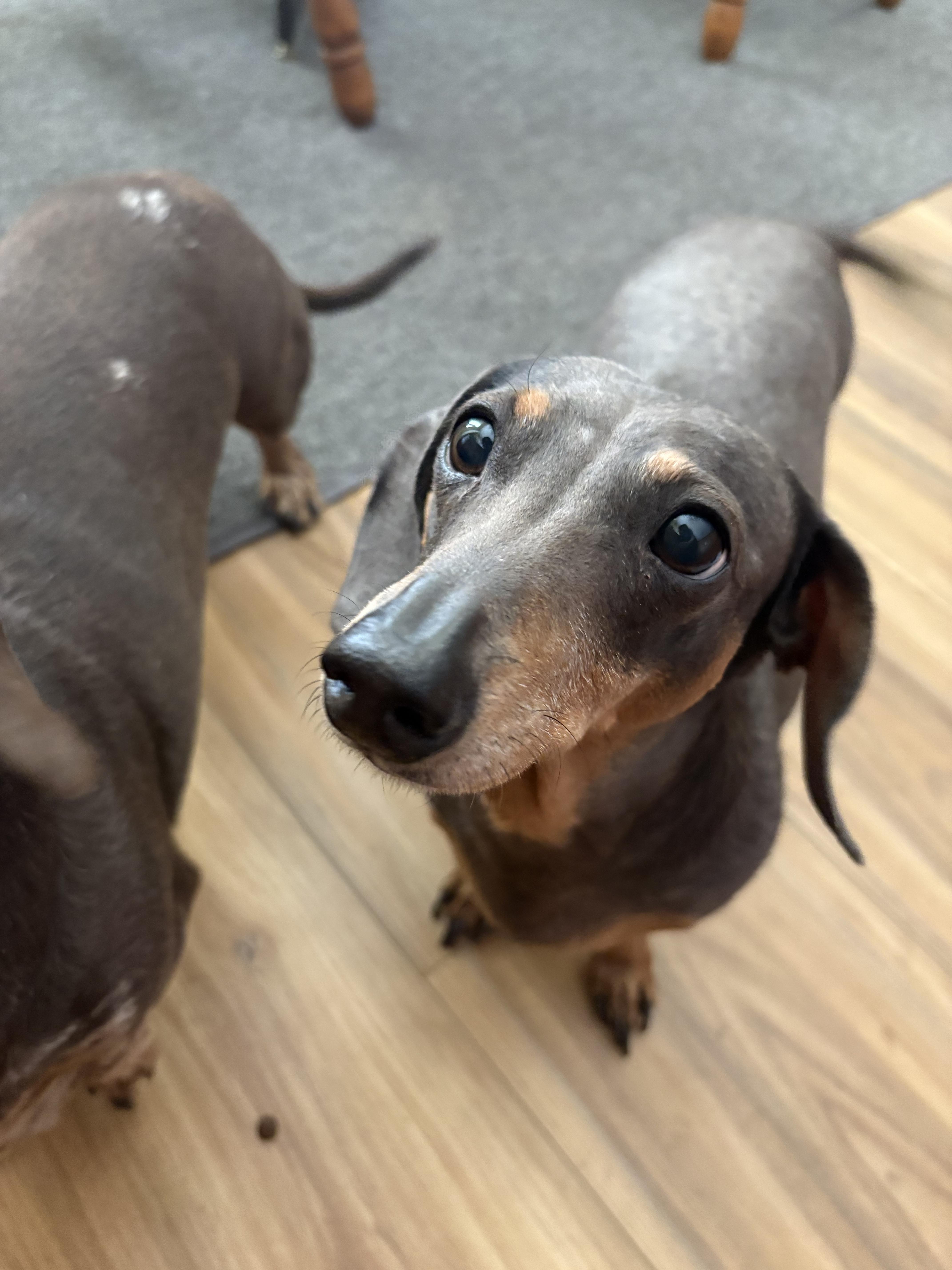 Enlarge Zoe and Oakley, a ADOPTABLE Dachshund in Las Vegas, NV image 4/4
