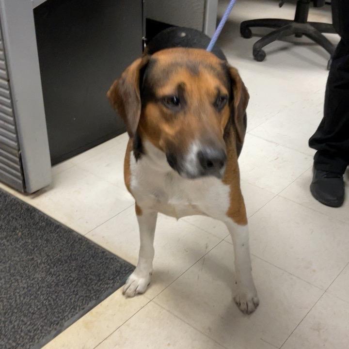 Enlarge Benji, a Adoptable Hound in St Joseph, MO image 1/2