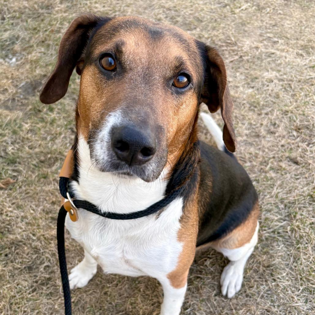 Enlarge Benji, a Adoptable Hound in St Joseph, MO image 2/2