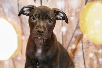 Enlarge Charlie, a Adoptable mixed breed in Dothan, AL image 3/3