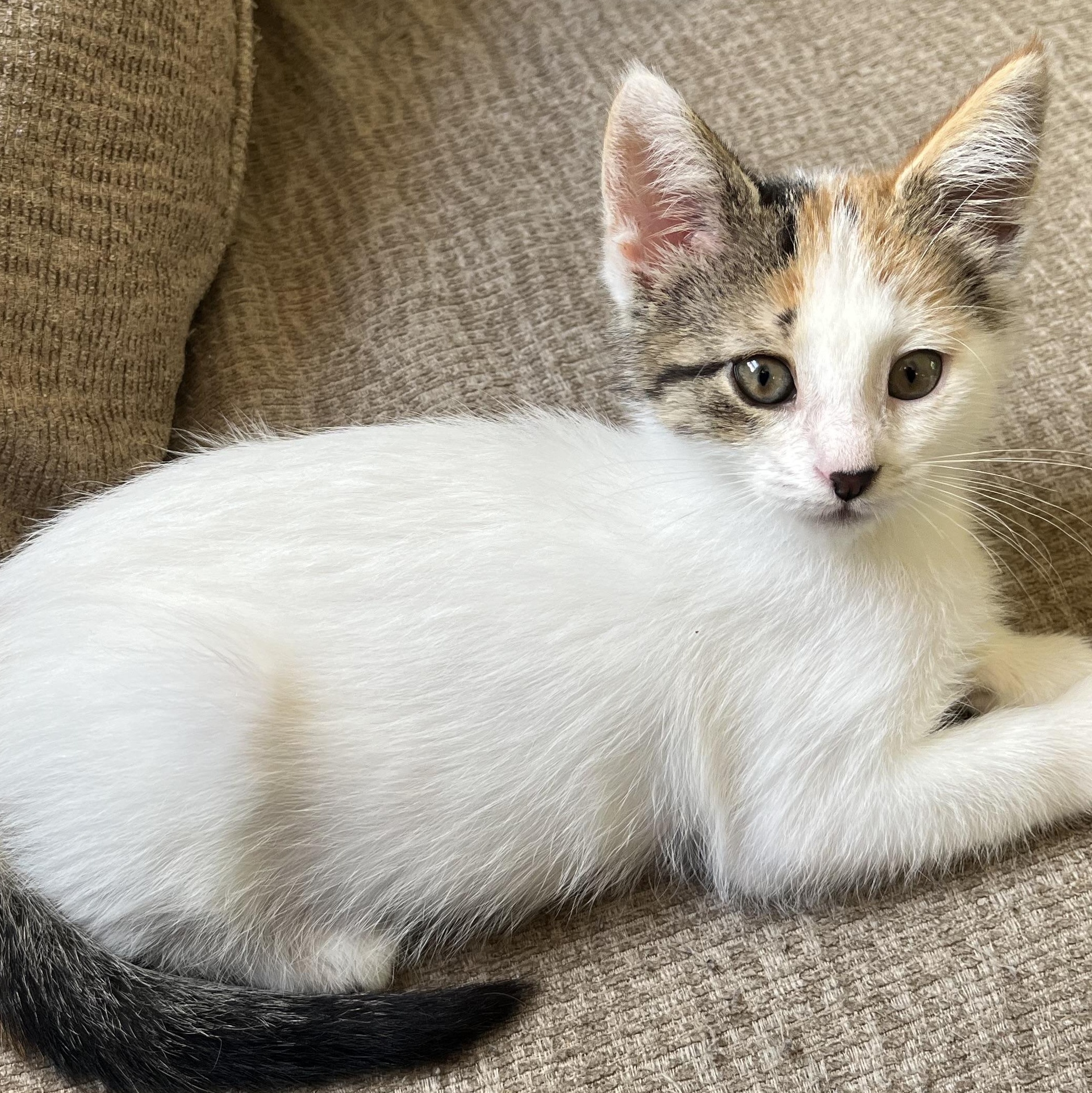 CoCo, ADOPTABLE, Kitten Female Domestic Short Hair.