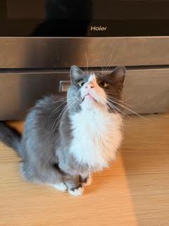 Enlarge Pierogi, a Adopted mixed breed in Jersey City, NJ image 5/5