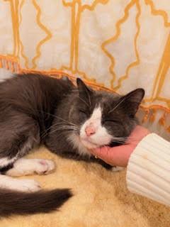 Enlarge Pierogi, a Adopted mixed breed in Jersey City, NJ image 3/5