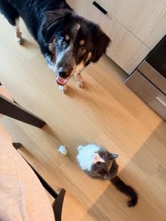 Enlarge Pierogi, a Adopted mixed breed in Jersey City, NJ image 4/5