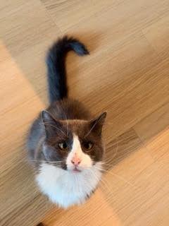 Pierogi, Adopted, Adult Male Domestic Medium Hair & Tuxedo.