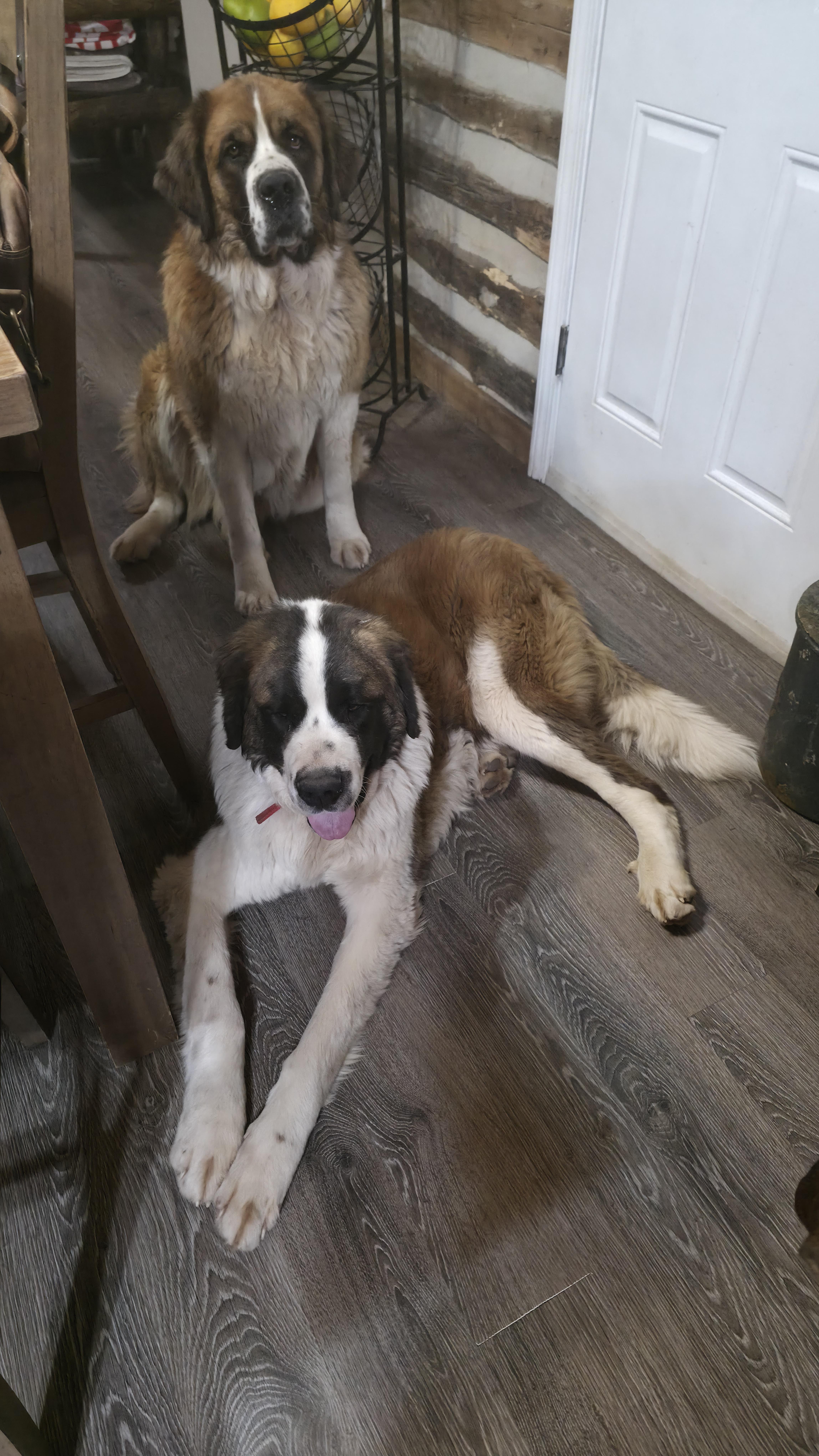 Enlarge Tanka, an adopted Saint Bernard in Dittmer, MO image 1/5