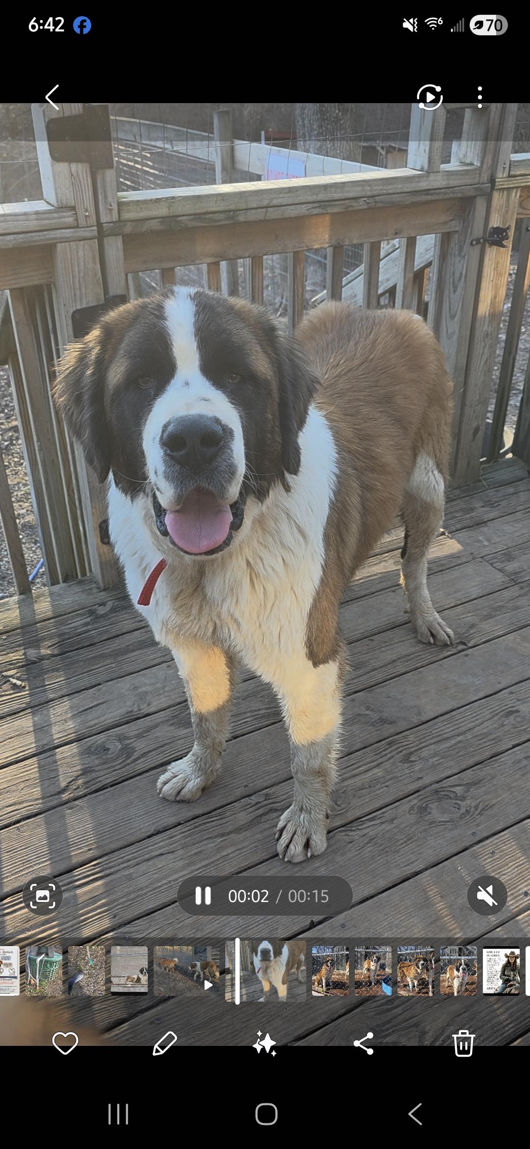 Enlarge Tanka, an adopted Saint Bernard in Dittmer, MO image 5/5