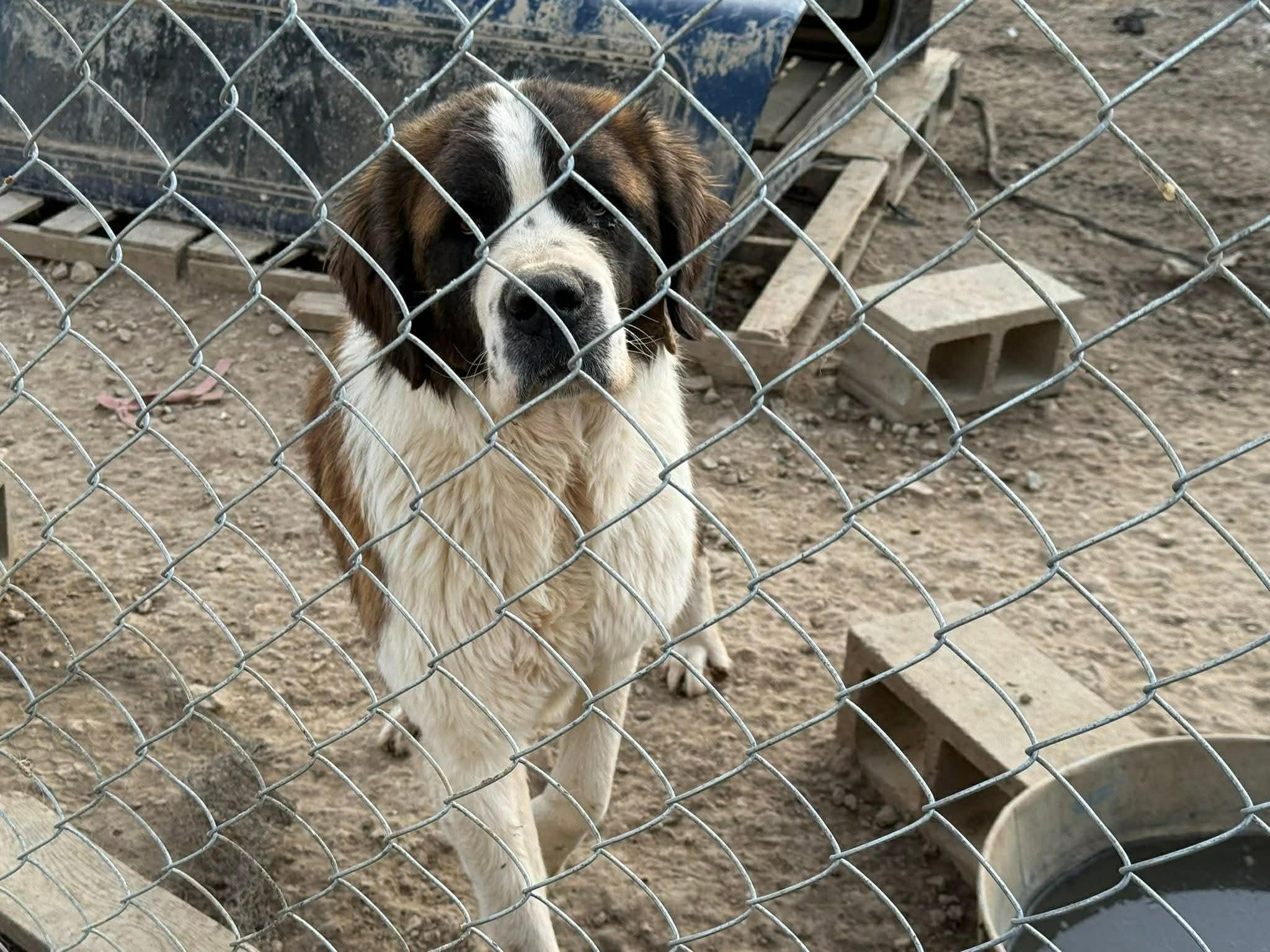 Enlarge Tanka, an adopted Saint Bernard in Dittmer, MO image 2/5