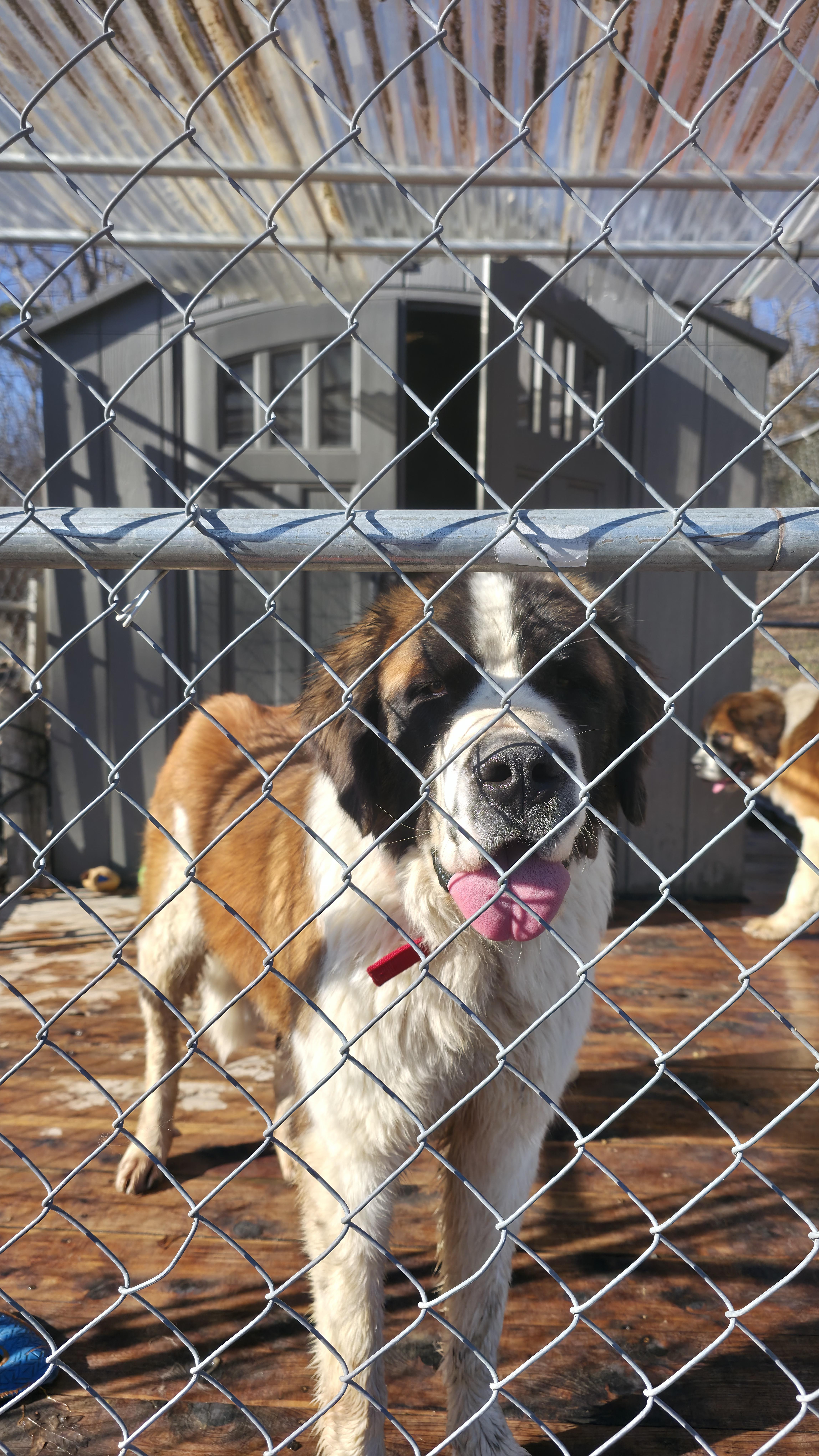 Enlarge Tanka, an adopted Saint Bernard in Dittmer, MO image 3/5