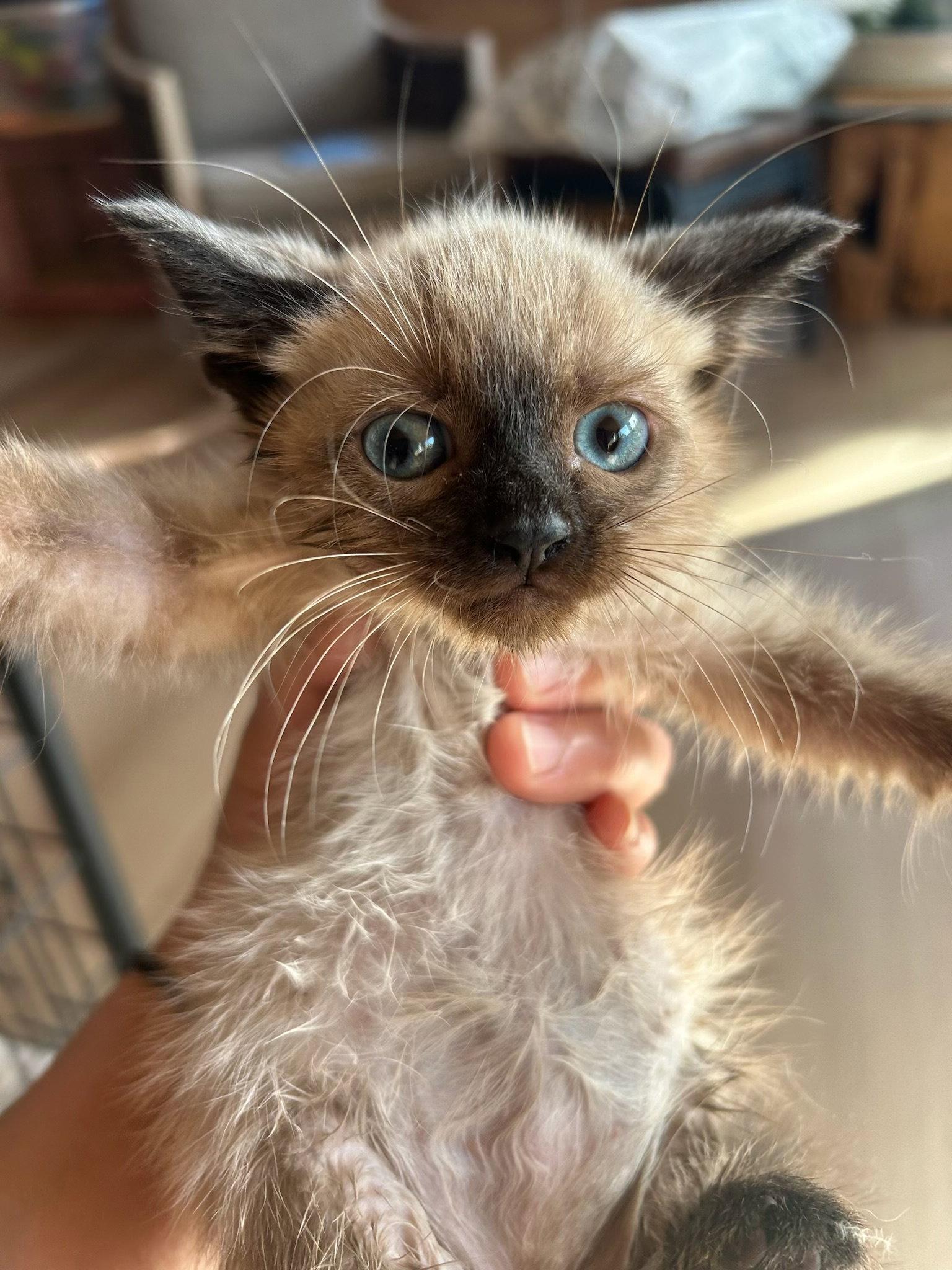 Enlarge Jolli (Kitten), a Adopted Siamese in San Francisco, CA image 1/3