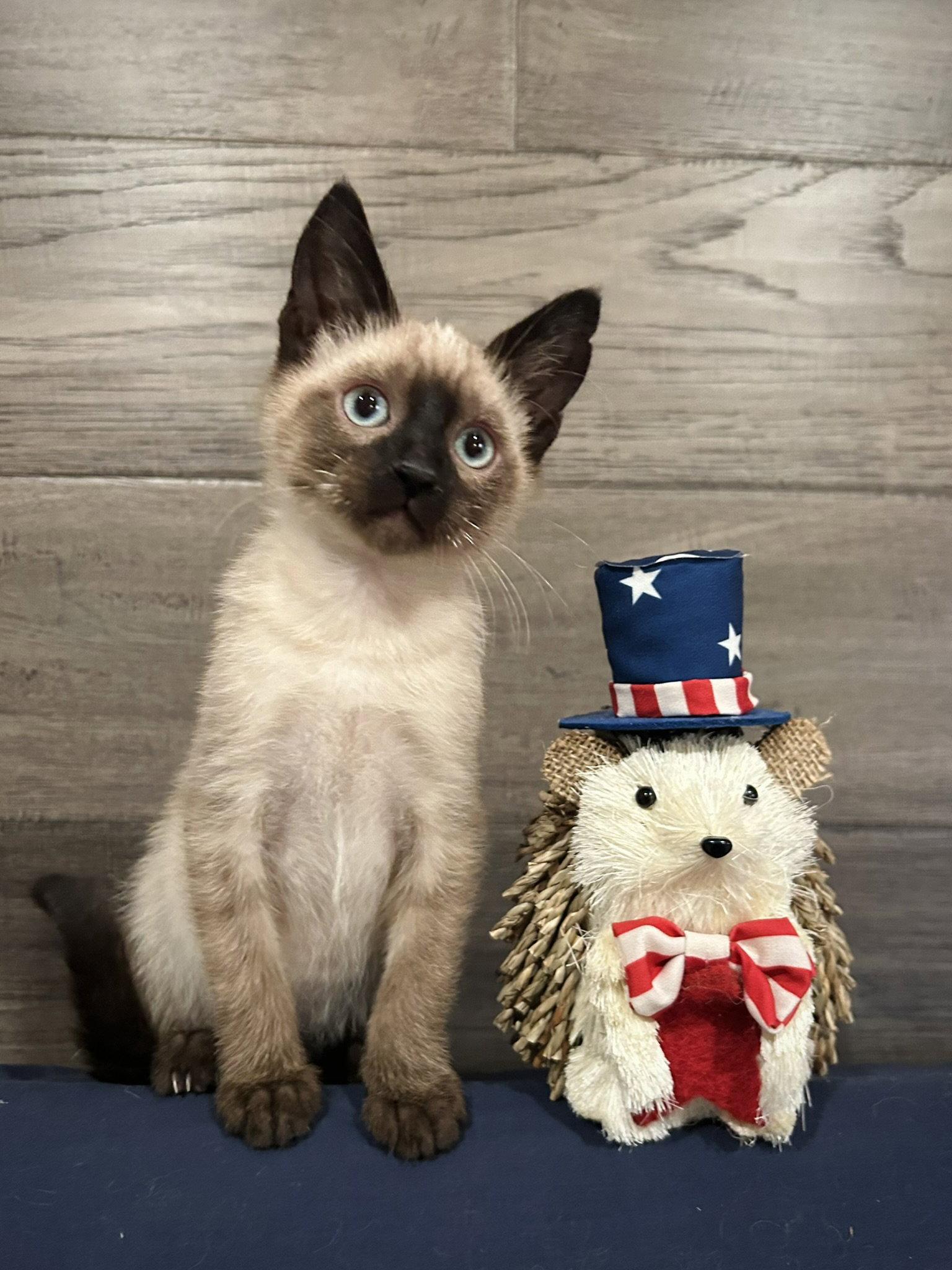 Enlarge Jolli (Kitten), a Adopted Siamese in San Francisco, CA image 2/3