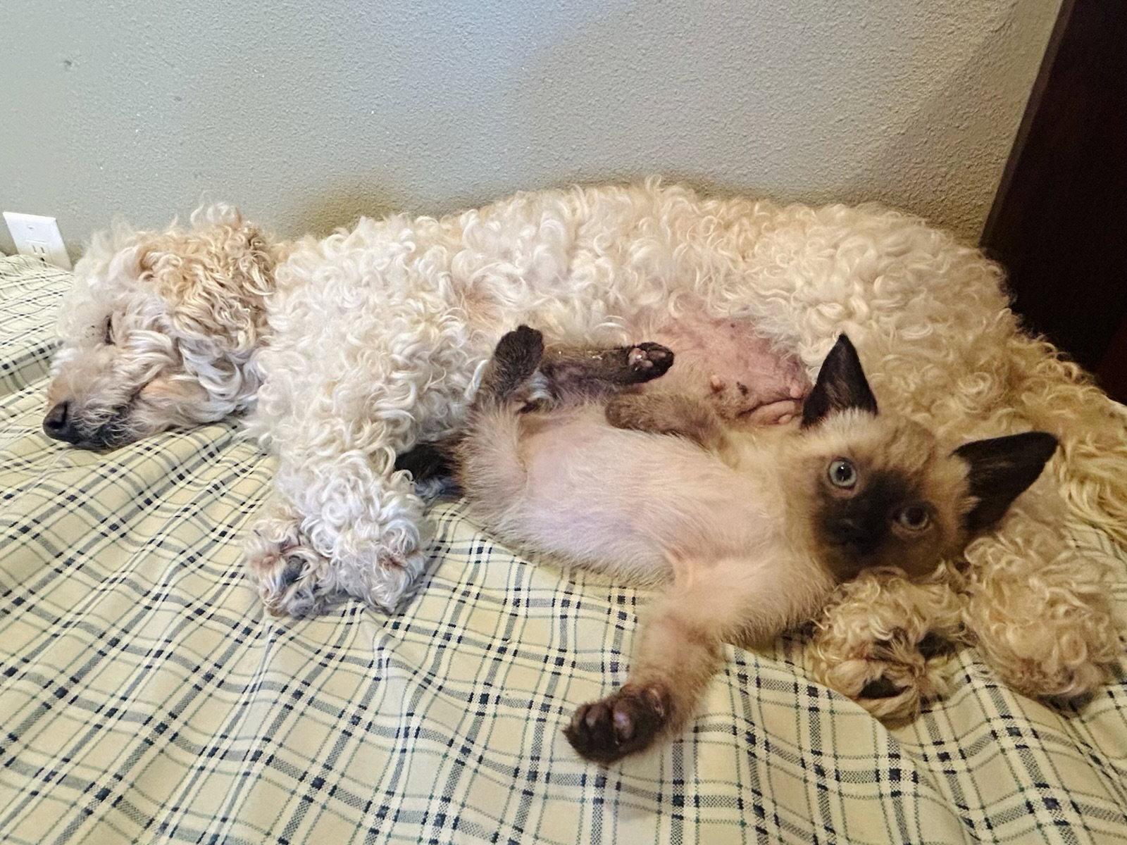 Enlarge Jolli (Kitten), a Adopted Siamese in San Francisco, CA image 3/3