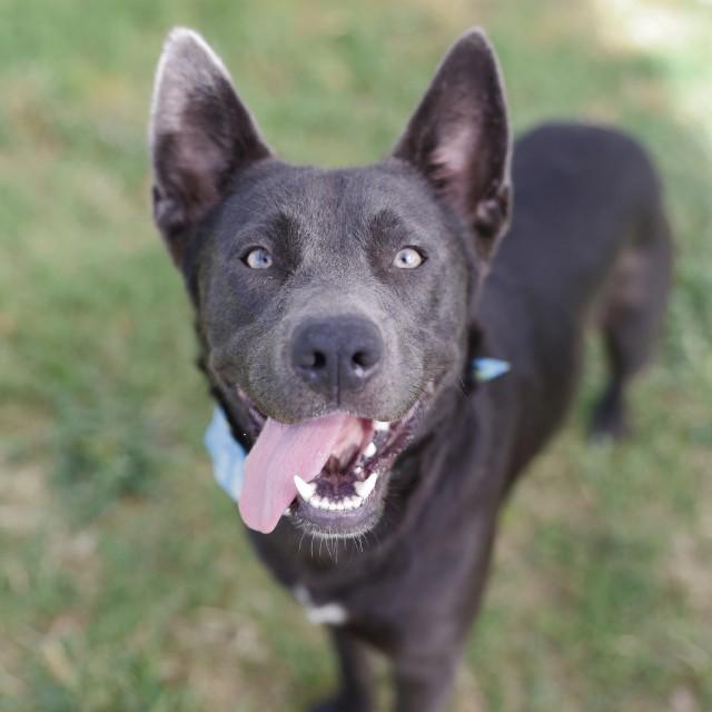 TRAVIS, Adoptable, Young Male Chow Chow.