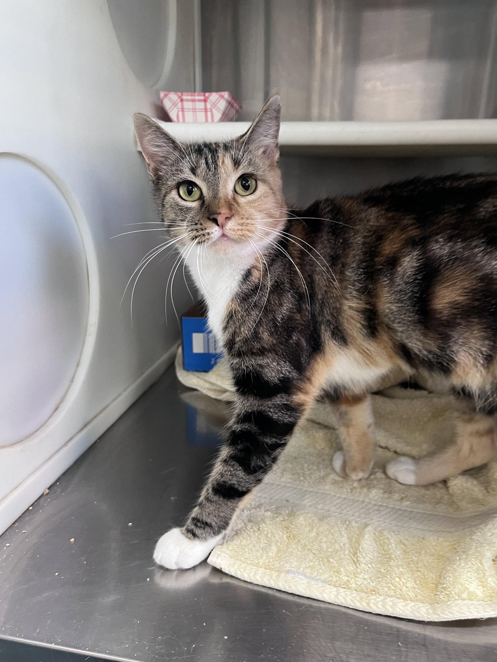 Enlarge Diala, a Adoptable mixed breed in Carrollton, GA image 3/3