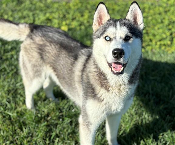DANTE, Adoptable, Adult Male Husky.