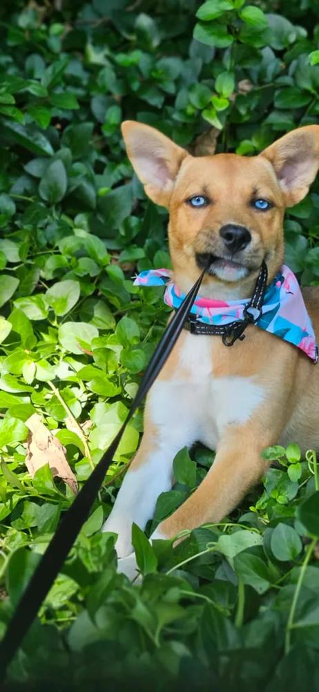 Enlarge Nikita, a Adoptable mixed breed in Norfolk, MA image 1/3