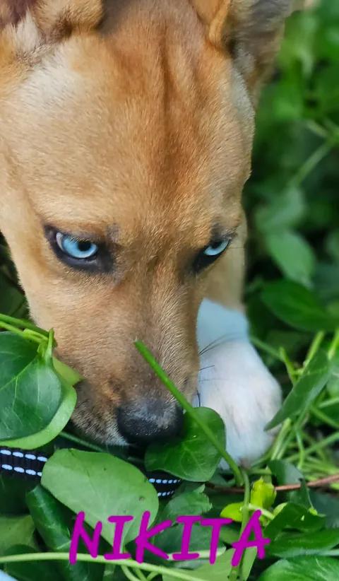Enlarge Nikita, a Adoptable mixed breed in Norfolk, MA image 2/3