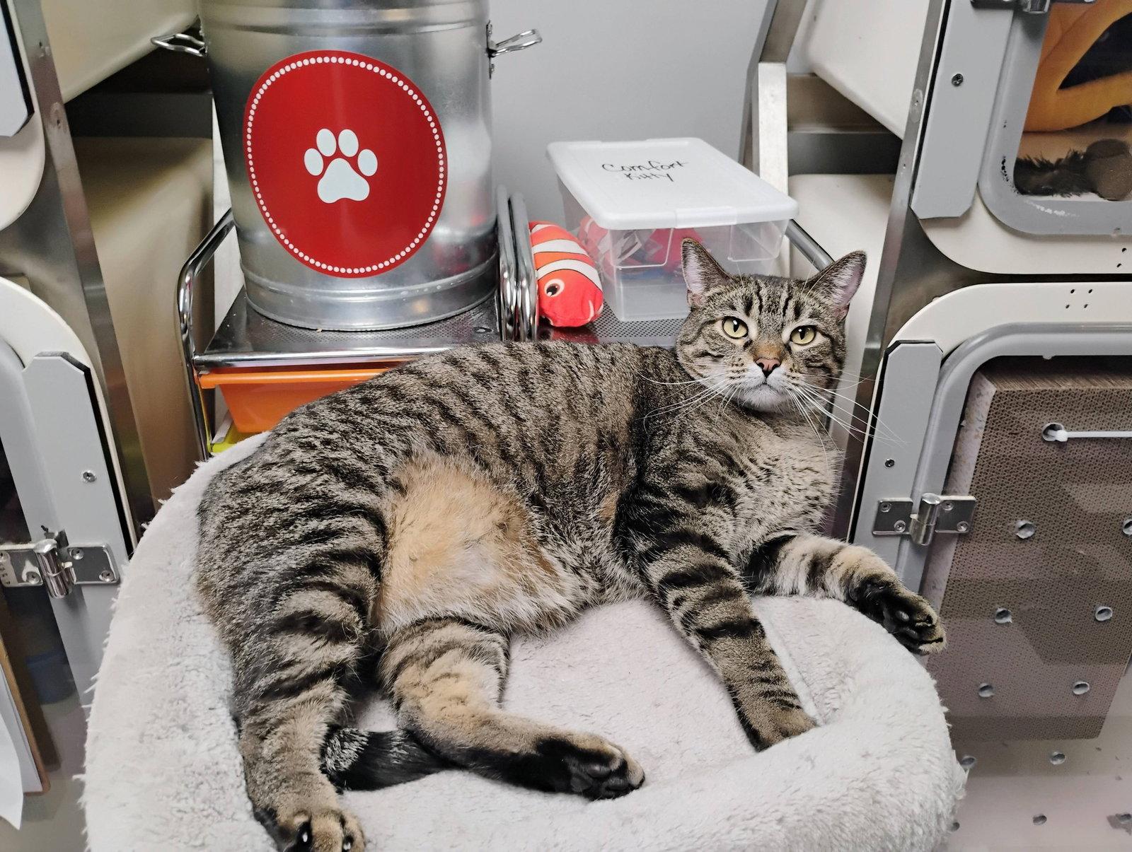 Enlarge Emily, a Adoptable mixed breed in Cedar Rapids, IA image 2/3