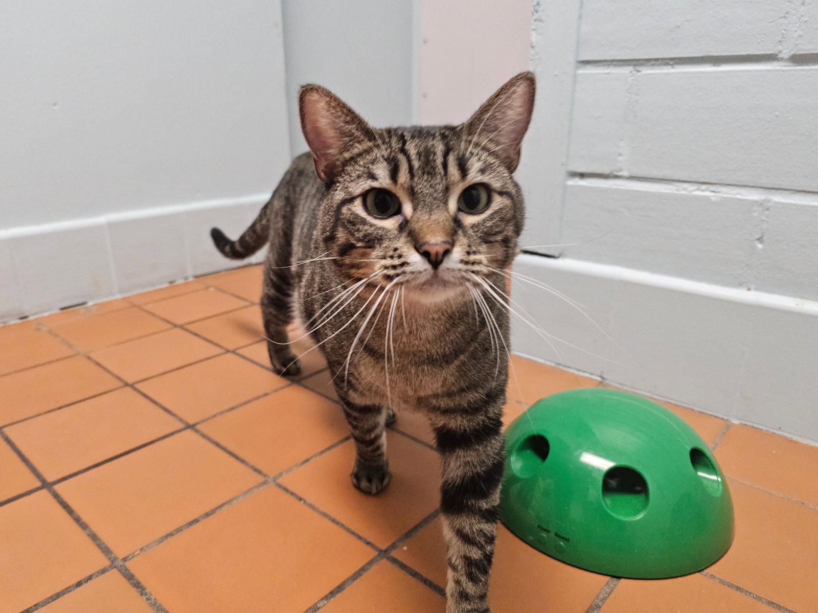 Enlarge Emily, a Adoptable mixed breed in Cedar Rapids, IA image 3/3