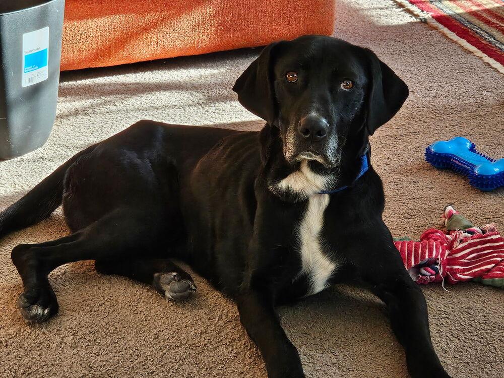 Oreo, a Adoptable mixed breed in Bemidji, MN image 1/6