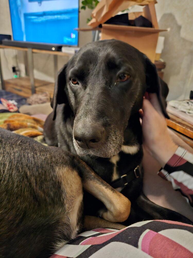 Oreo, a Adoptable mixed breed in Bemidji, MN image 2/6