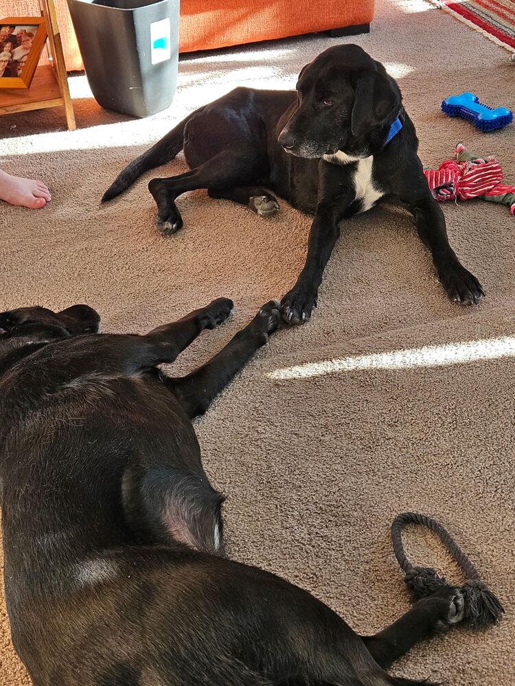 Oreo, a Adoptable mixed breed in Bemidji, MN image 3/6